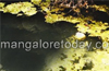 Tragedy near Ujire : Woman, elderly man drown in a pond